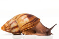 Archachatina marginata candefacta Cameroon striped adult